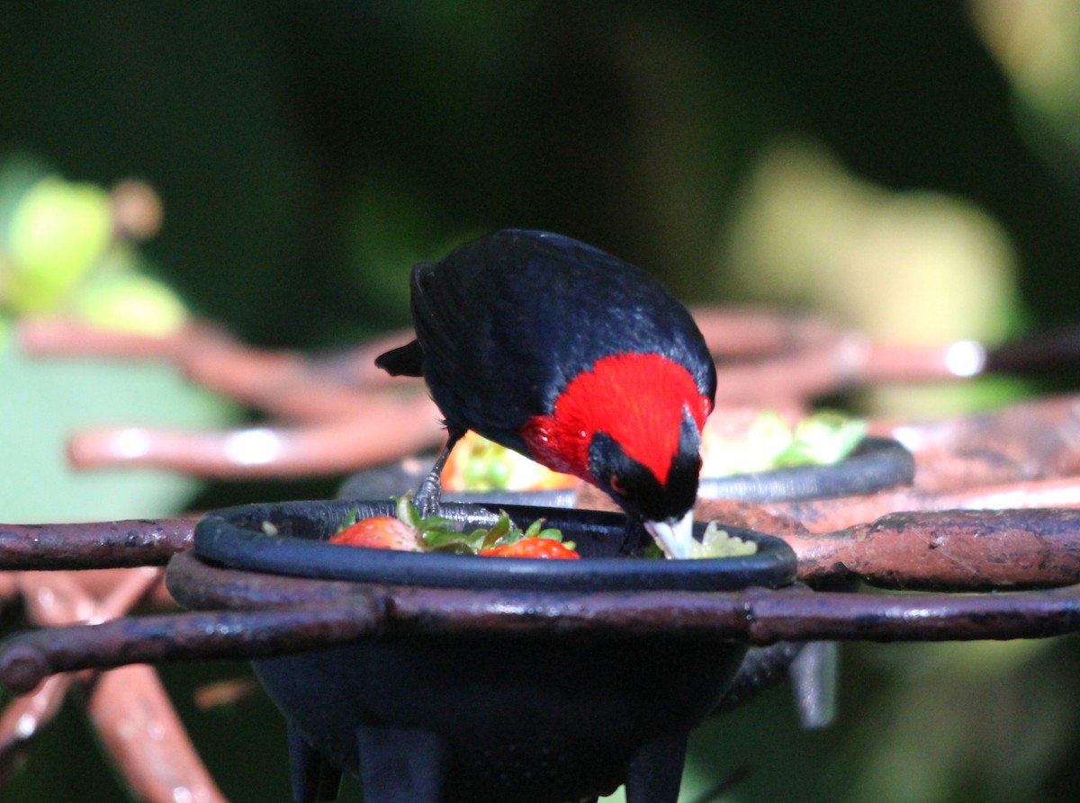 Crimson-collared Tanager - ML644216935