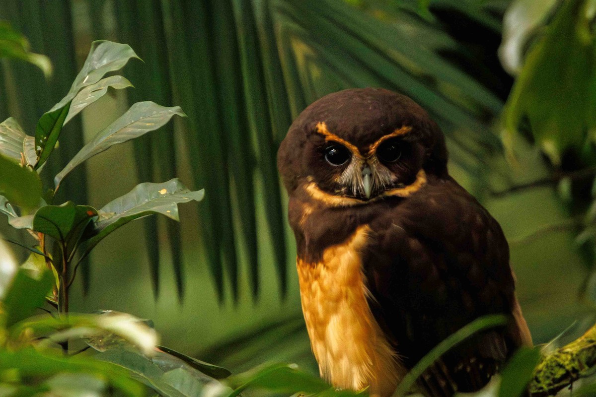 キマユメガネフクロウ - ML644216951