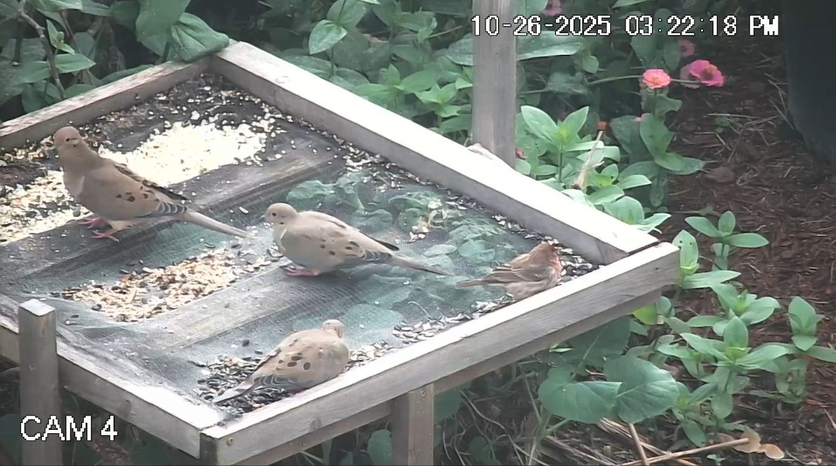 Плачущая горлица - ML644216954