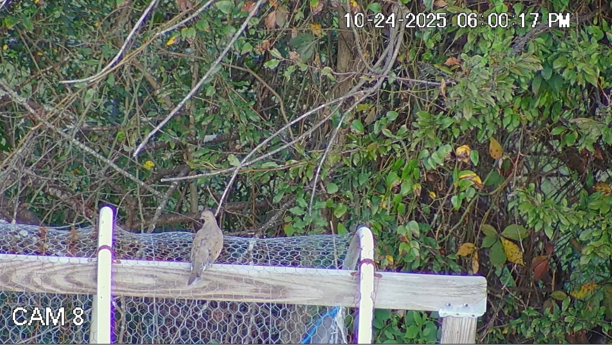 Плачущая горлица - ML644216955