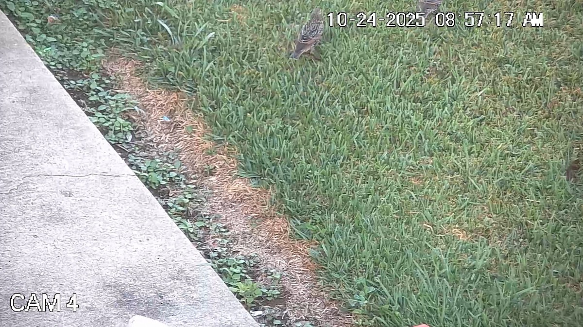 Обыкновенный скворец - ML644216964