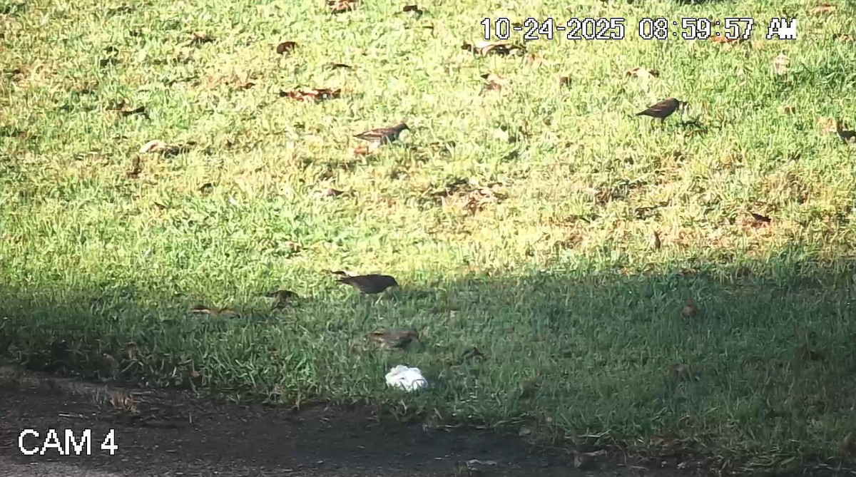 Обыкновенный скворец - ML644216965