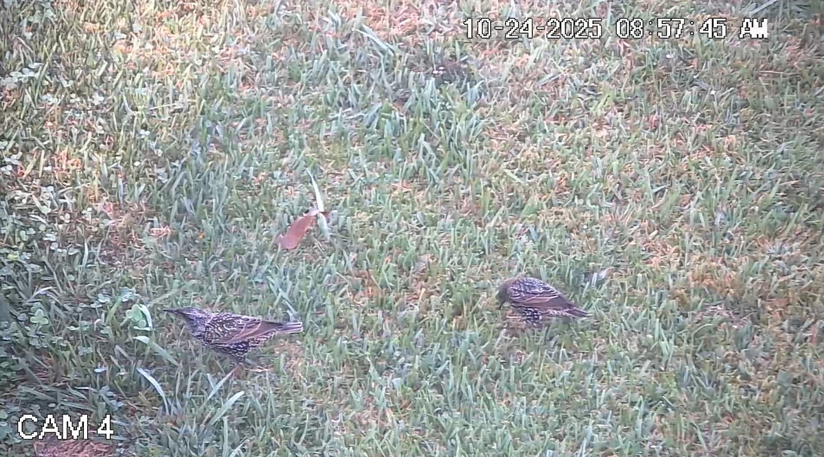 Обыкновенный скворец - ML644216966