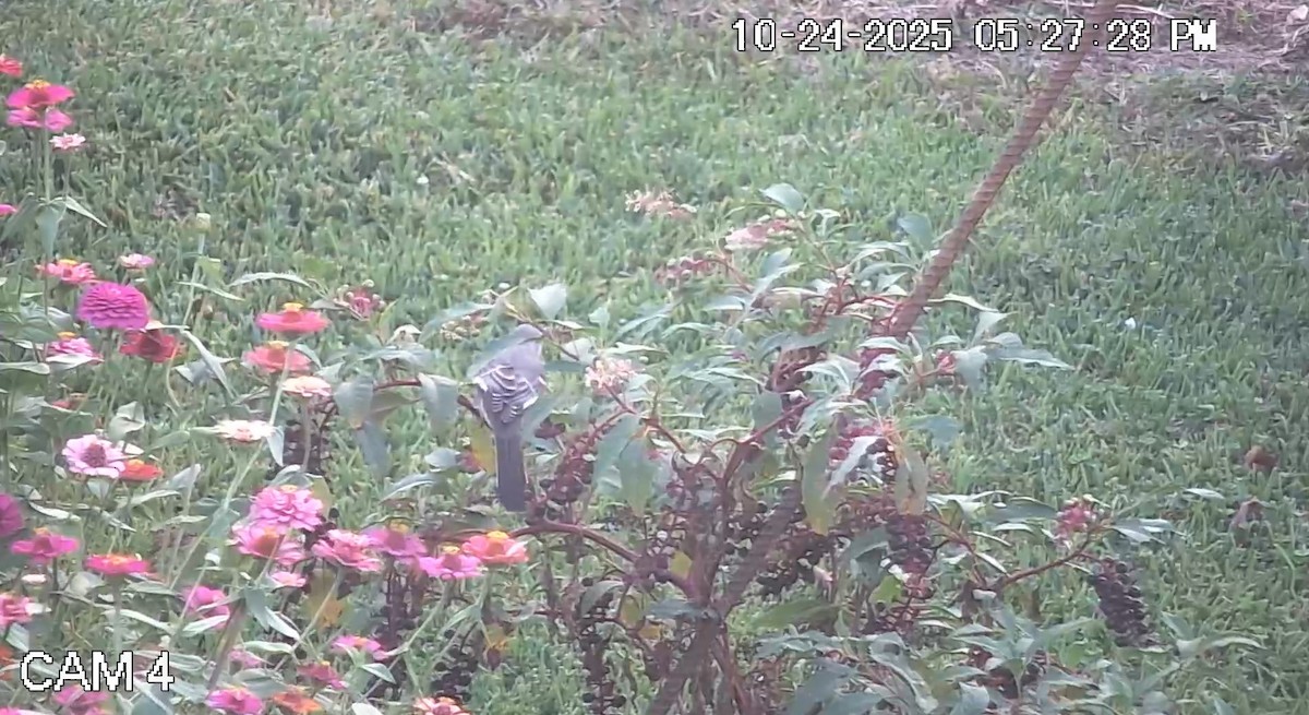 Многоголосый пересмешник - ML644217009