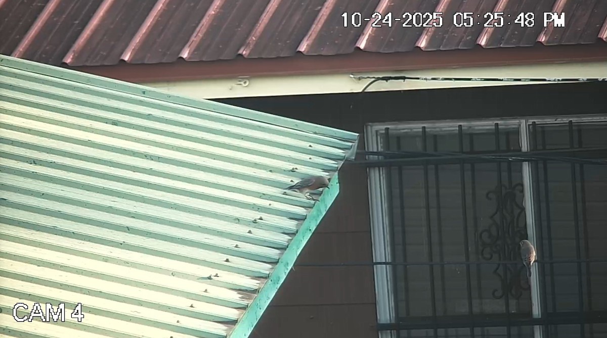 Восточная сиалия - ML644217015