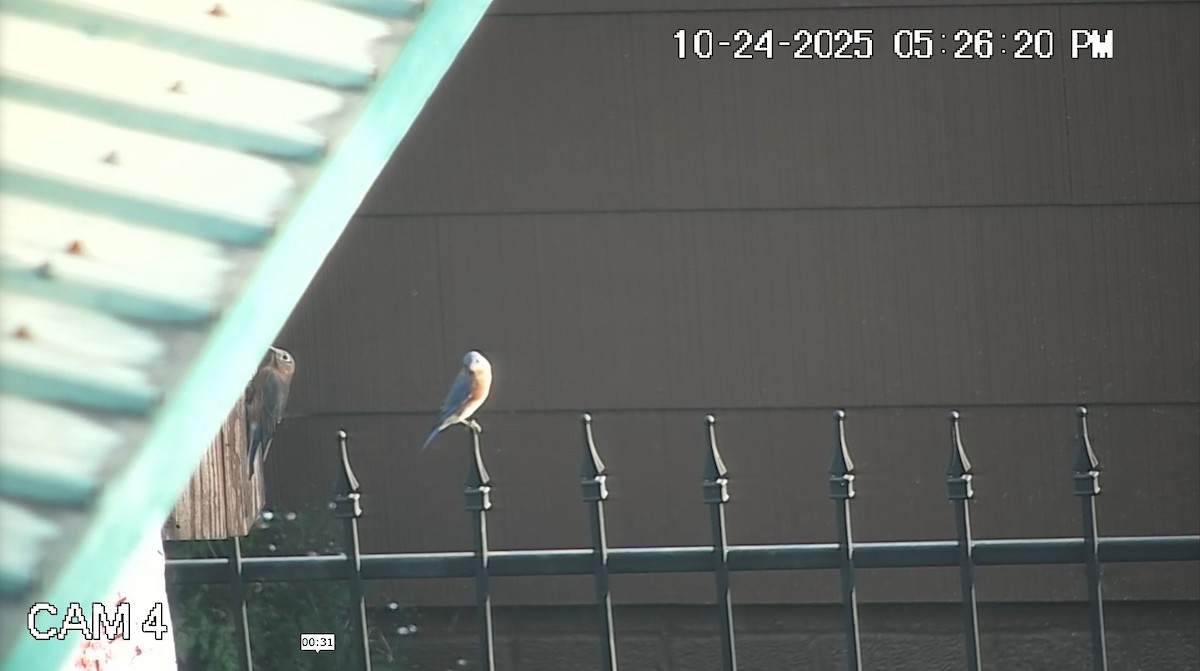 Восточная сиалия - ML644217016