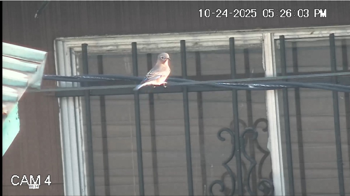 Восточная сиалия - ML644217017