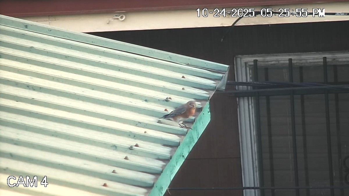 Восточная сиалия - ML644217018