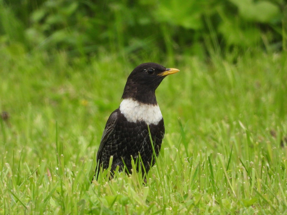 Ring Ouzel - ML644217040