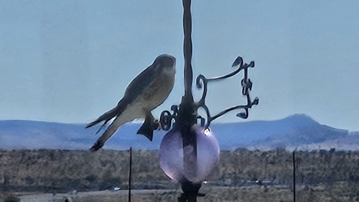 American Kestrel - ML644217045