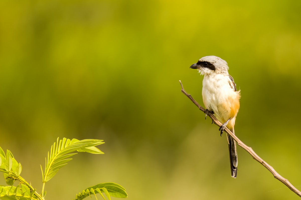 Alcaudón Schach - ML644217049