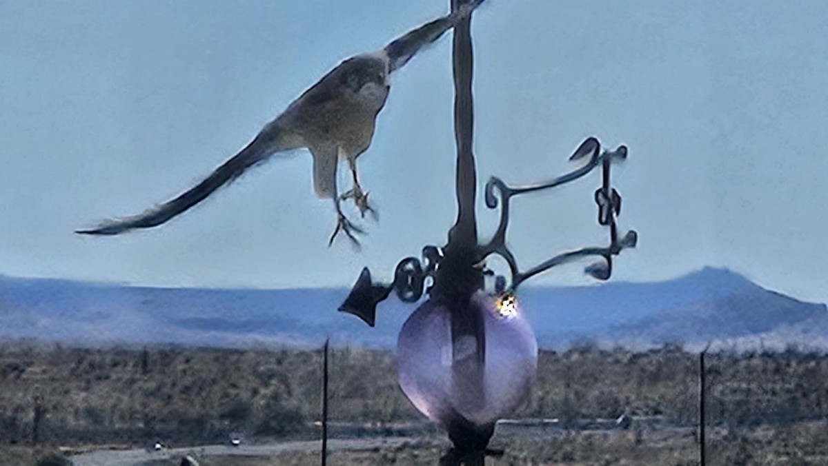 American Kestrel - ML644217052