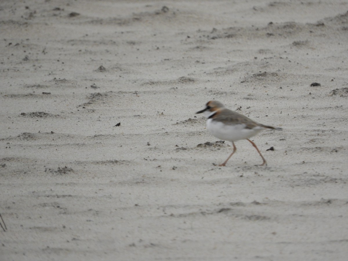 Collared Plover - ML644217061
