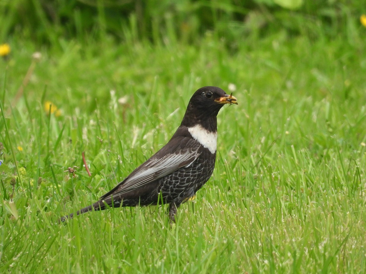 Ring Ouzel - ML644217063