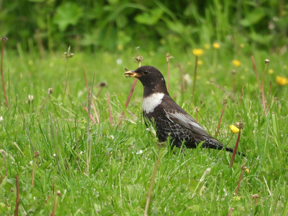 Ring Ouzel - ML644217064