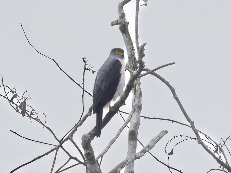 Bicolored Hawk - ML644217066