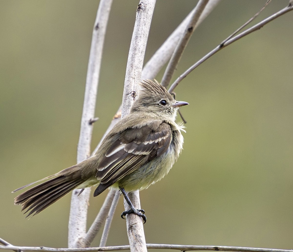 Yellow-bellied Elaenia - ML644217074