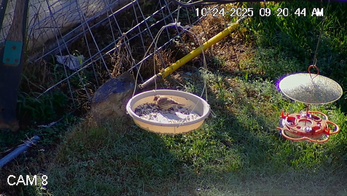 Мексиканская чечевица - ML644217085