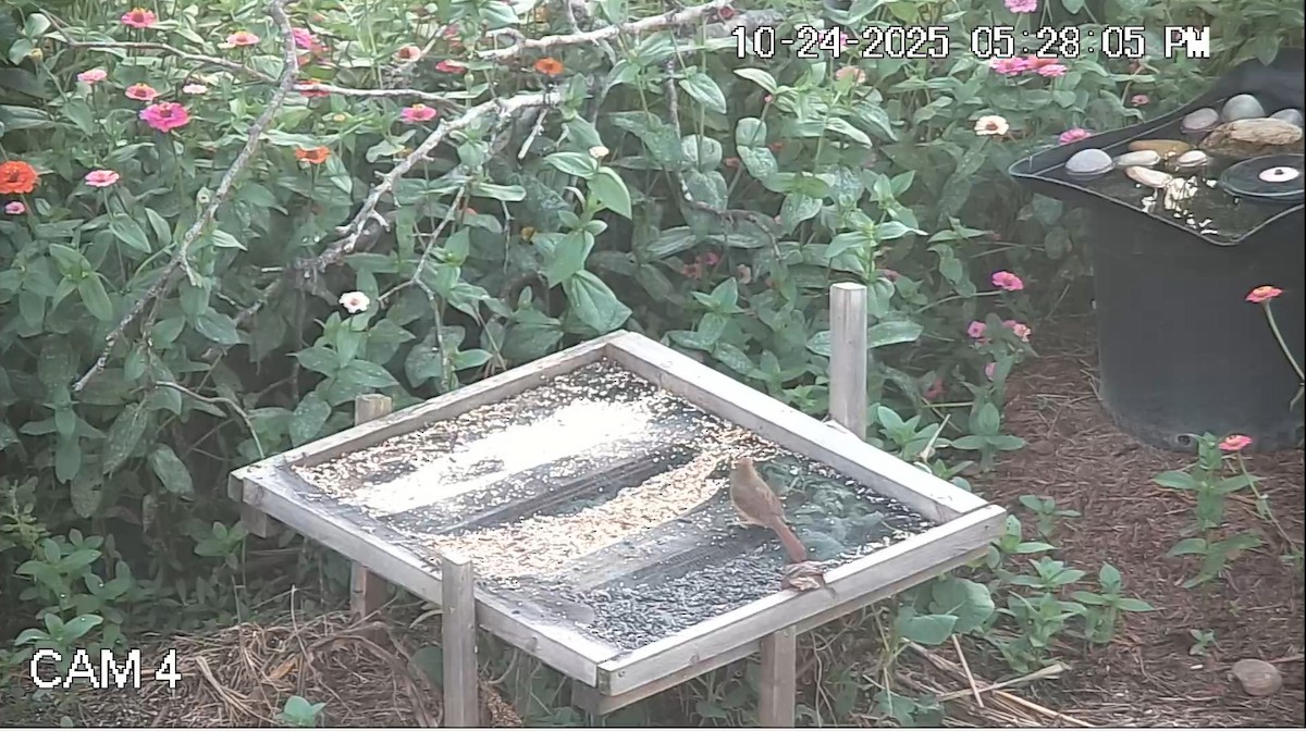 Мексиканская чечевица - ML644217086