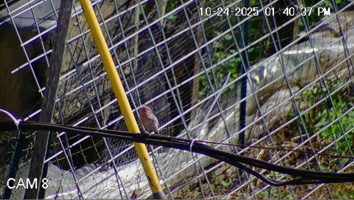 Мексиканская чечевица - ML644217087