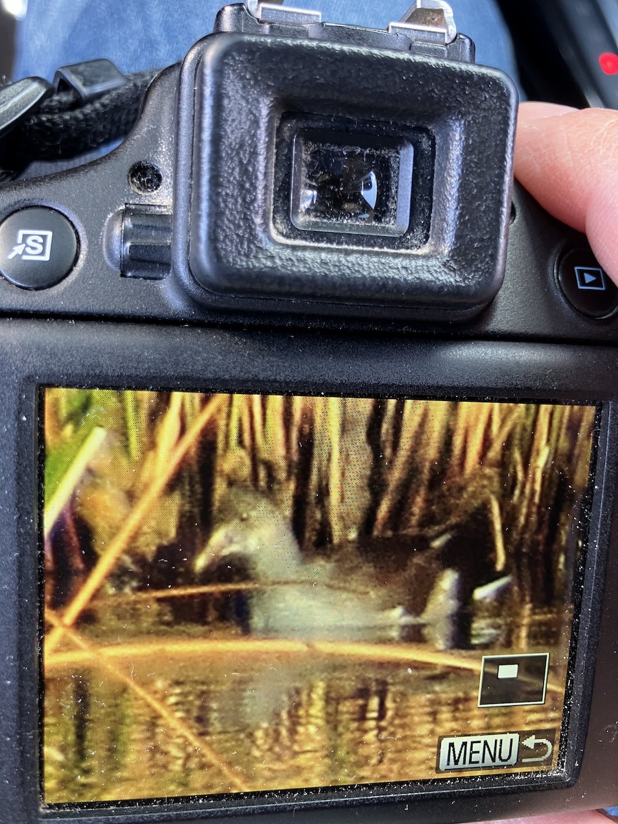 slípka americká - ML644217103