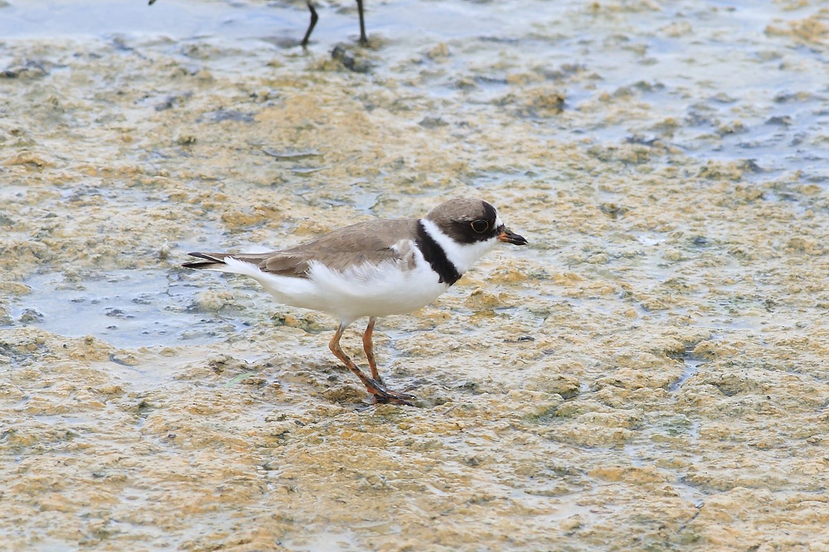 Semipalmated Plover - ML64421711