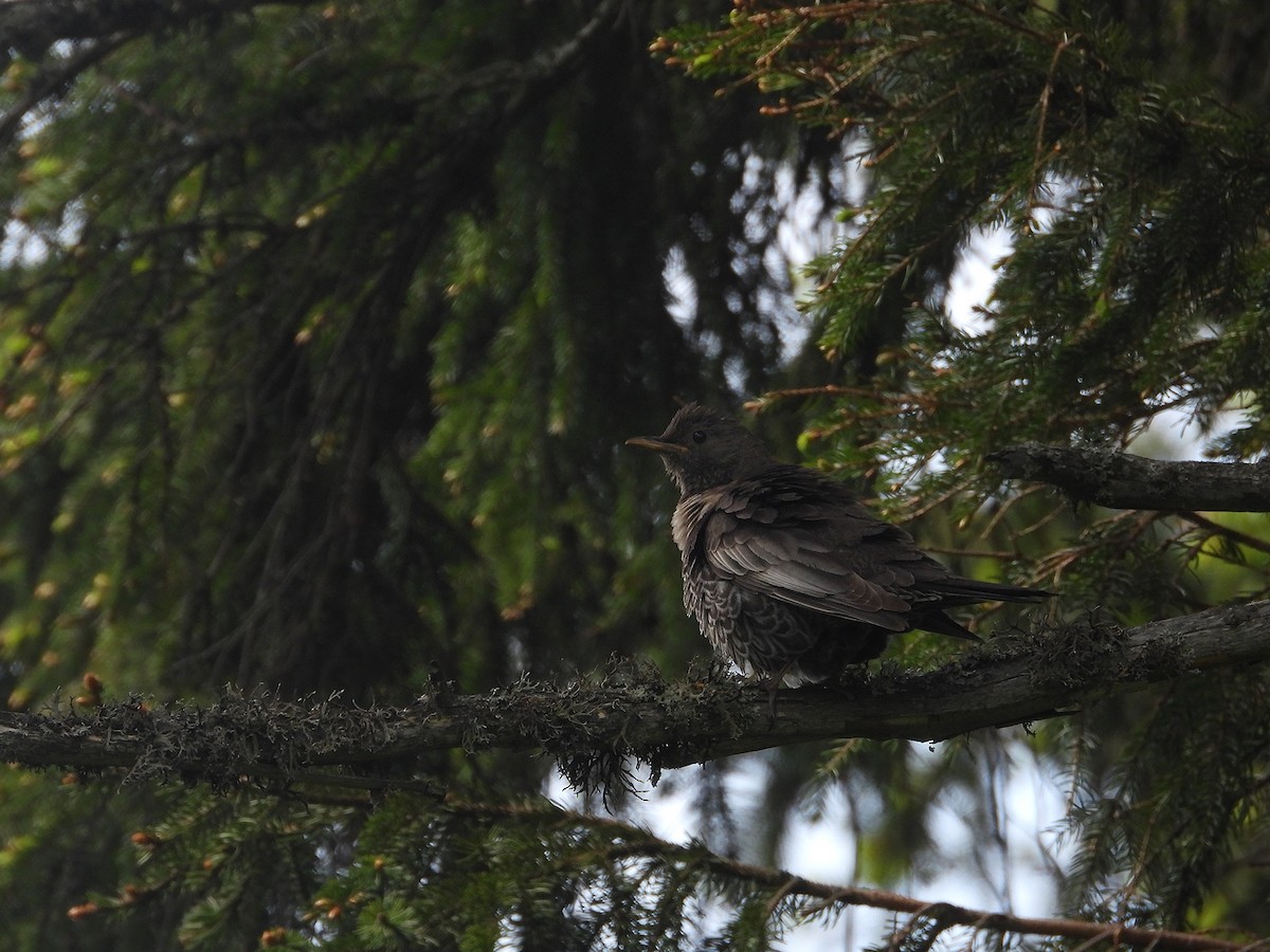 Ring Ouzel - ML644217111