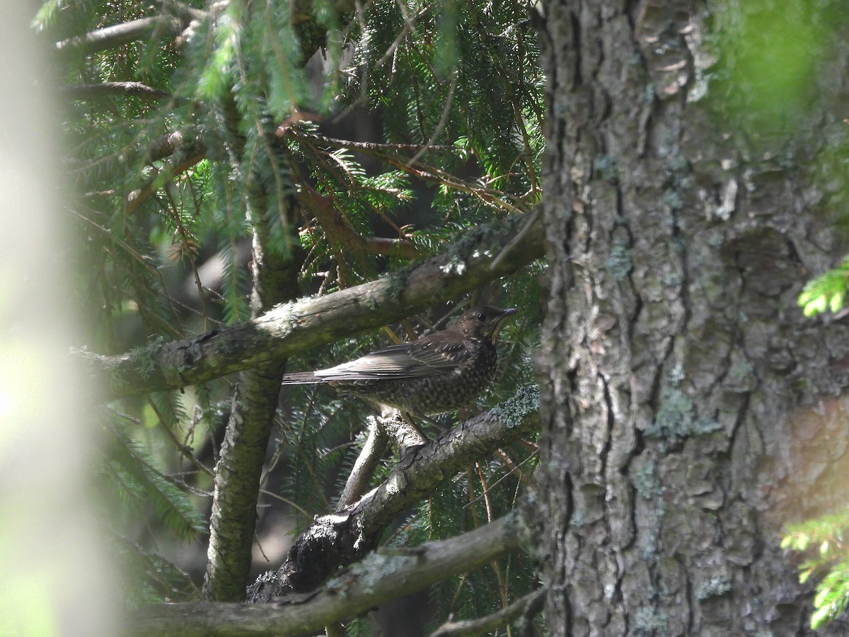 Ring Ouzel - ML644217112