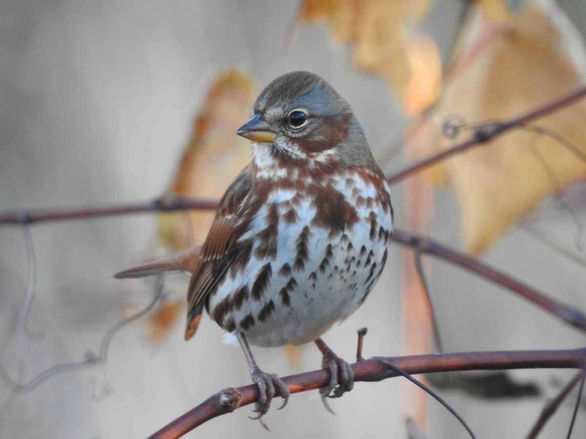Fox Sparrow - ML644217139