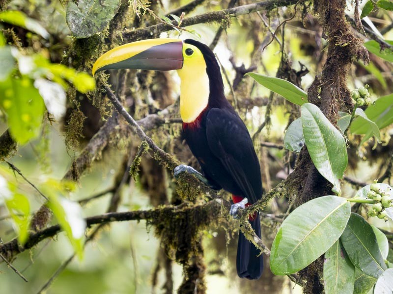 Тукан жовтошиїй - ML644217140