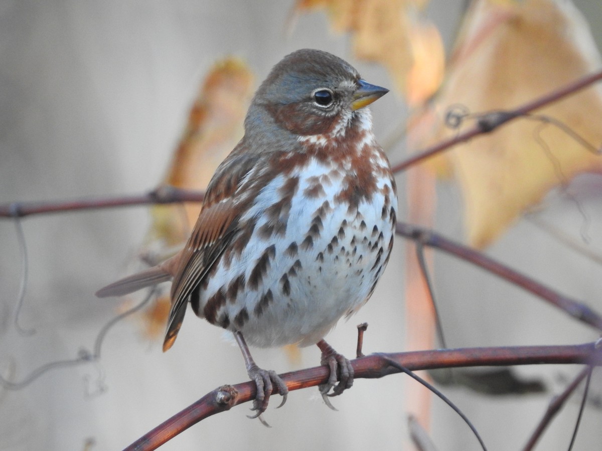 Fox Sparrow - ML644217141