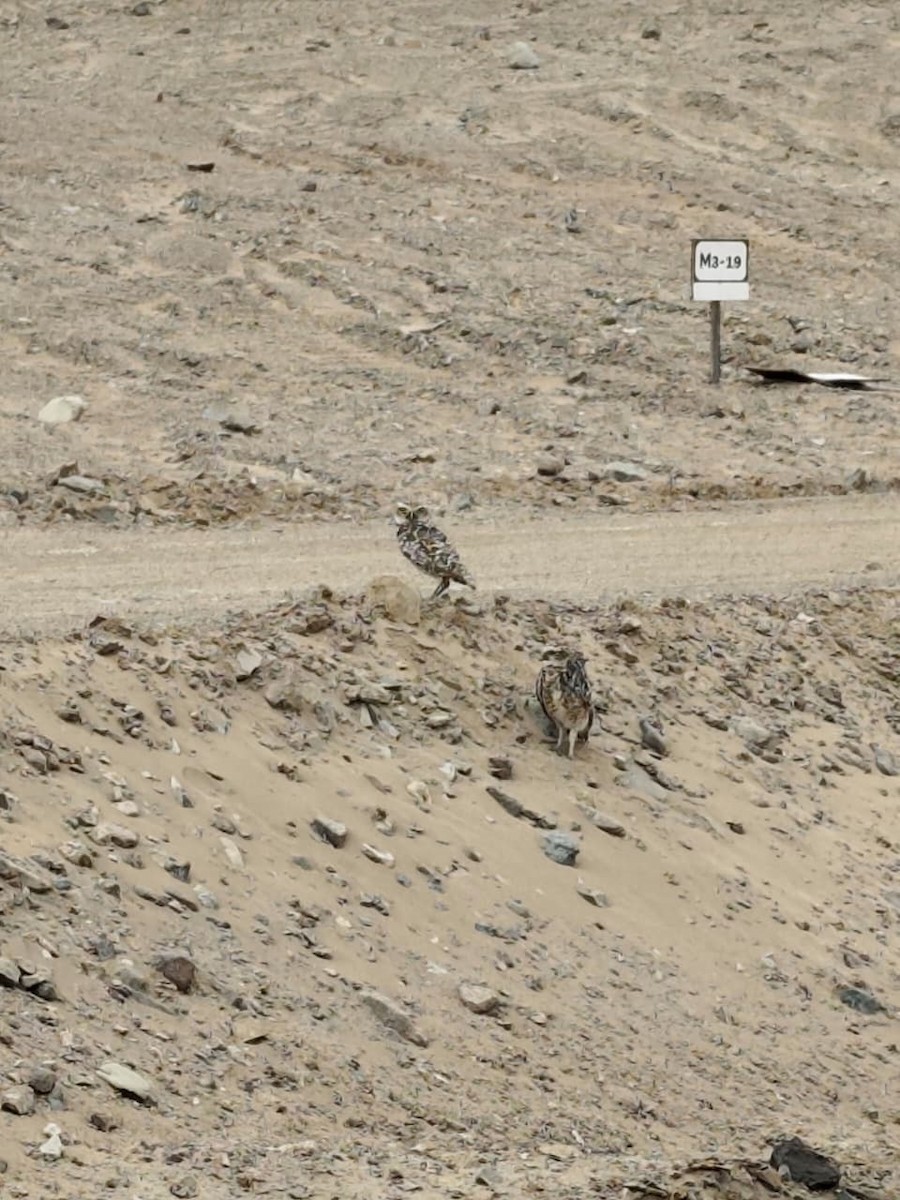 Burrowing Owl - ML644217146