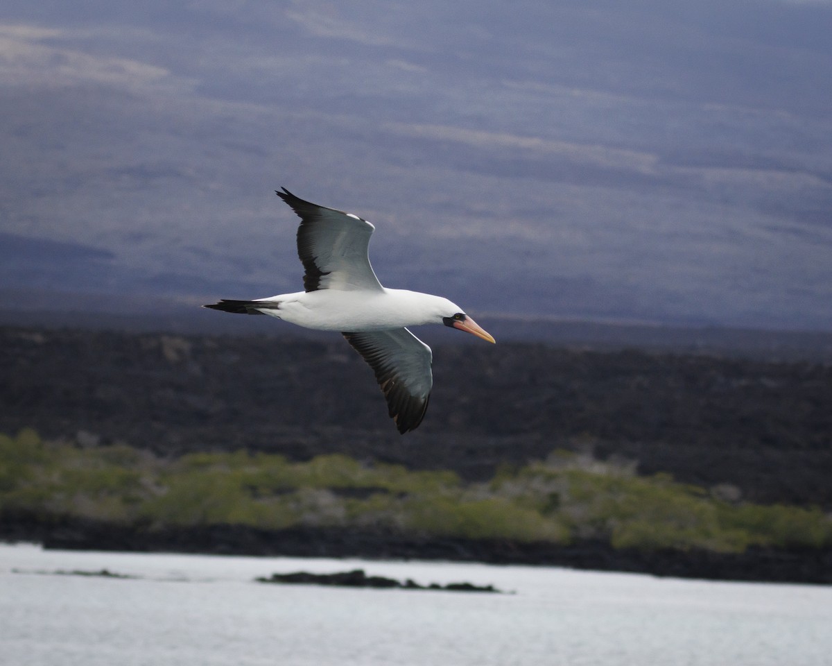 Nazca Booby - ML644217152