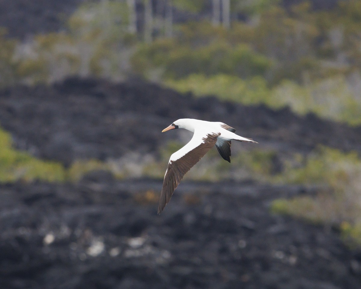 Nazca Booby - ML644217153