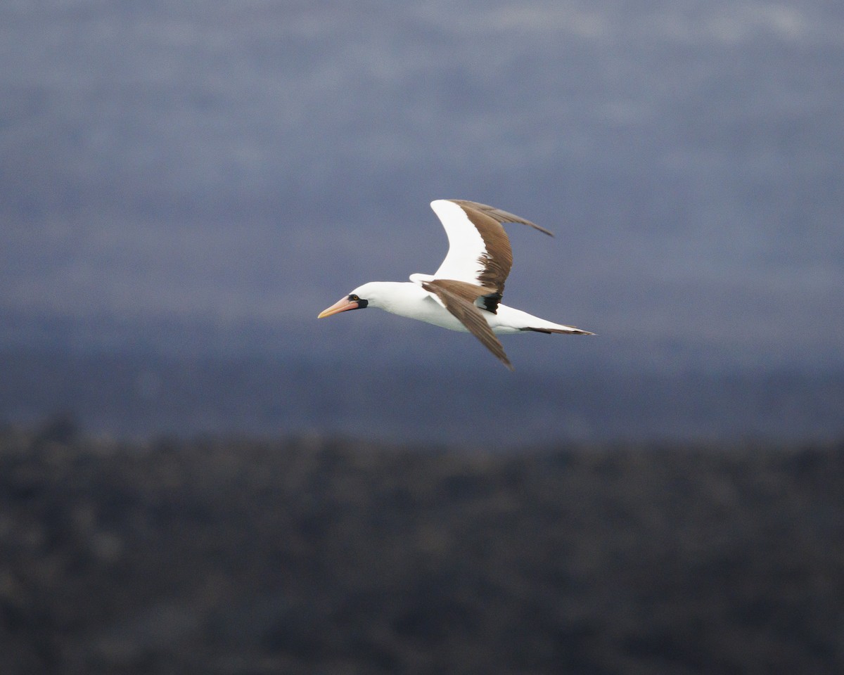 Nazca Booby - ML644217156
