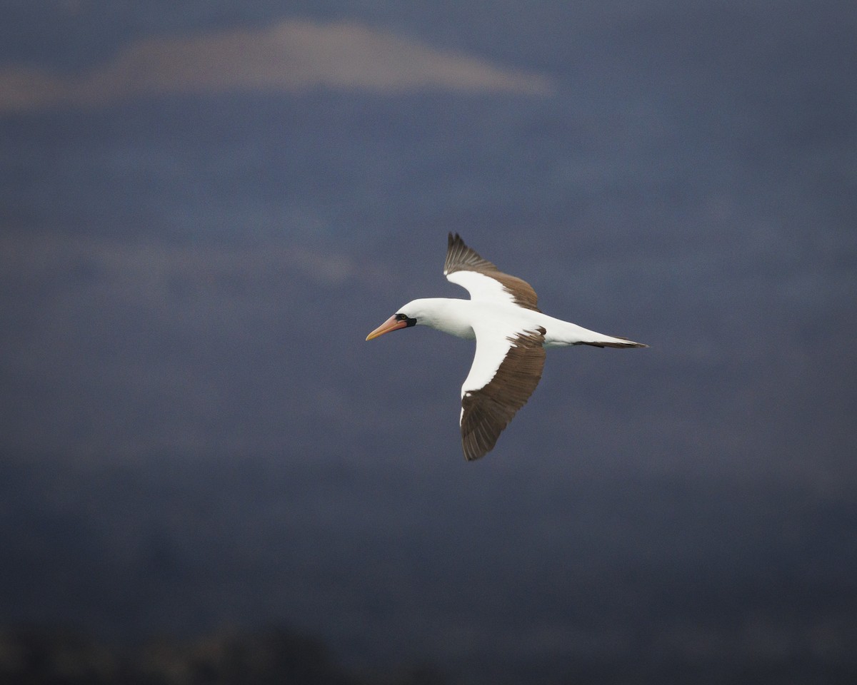 Nazca Booby - ML644217157