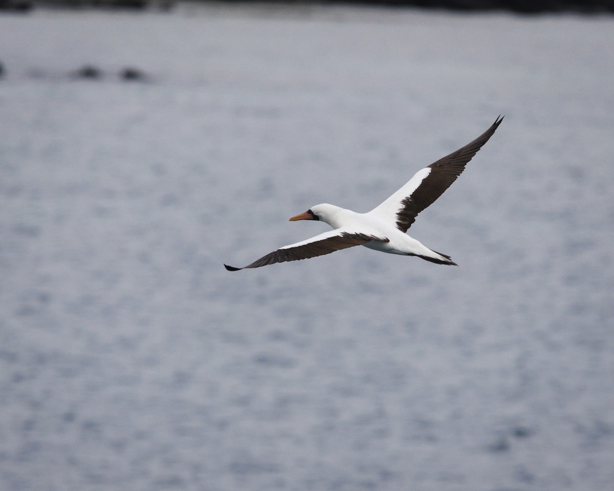 Nazca Booby - ML644217158