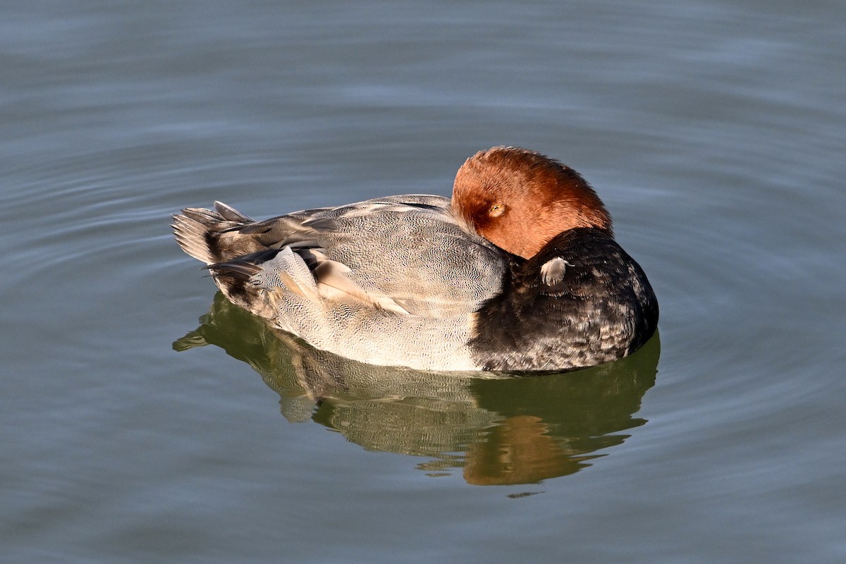 Fuligule à tête rouge - ML644217181