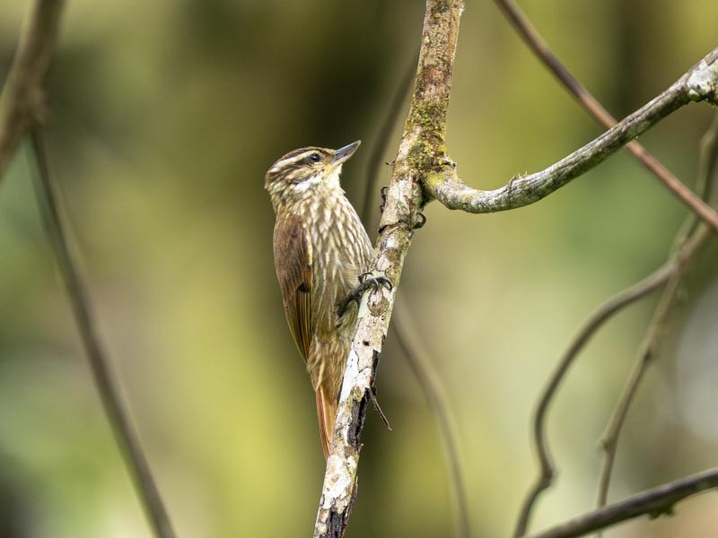 Streaked Xenops - ML644217183