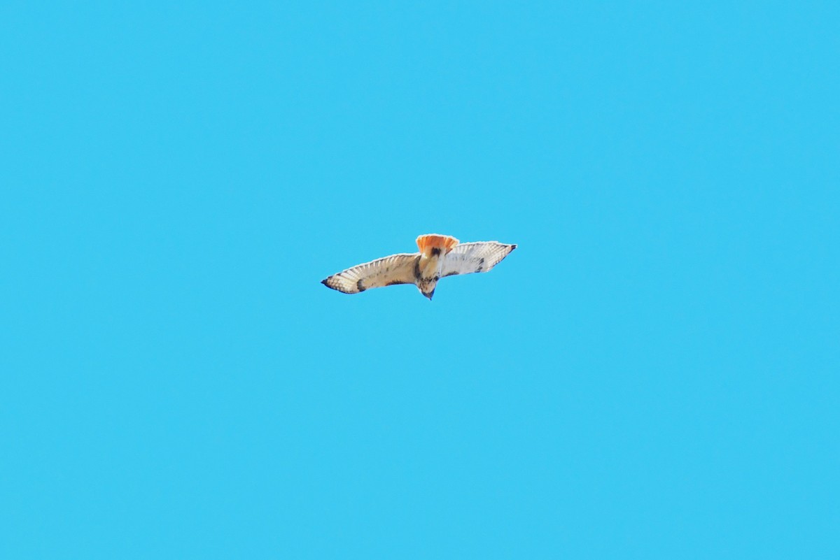 Red-tailed Hawk - ML644217188