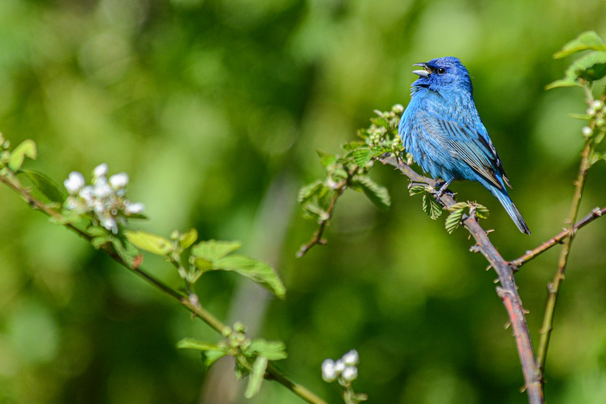 Indigo Bunting - ML644217193