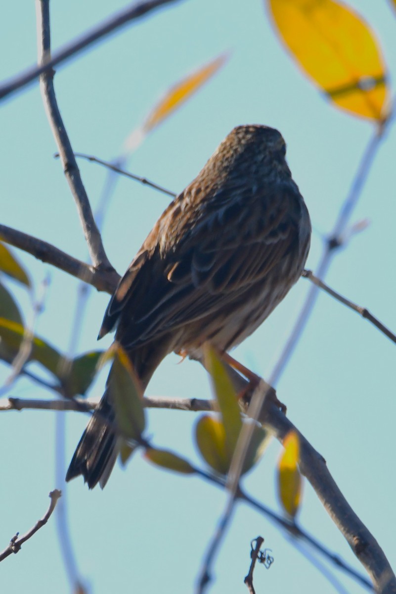 Savannah Sparrow - ML644217200
