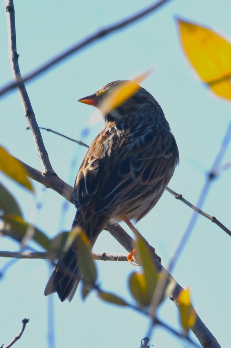 Savannah Sparrow - ML644217201