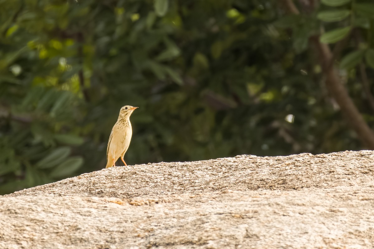 Blyth's Pipit - ML644217209