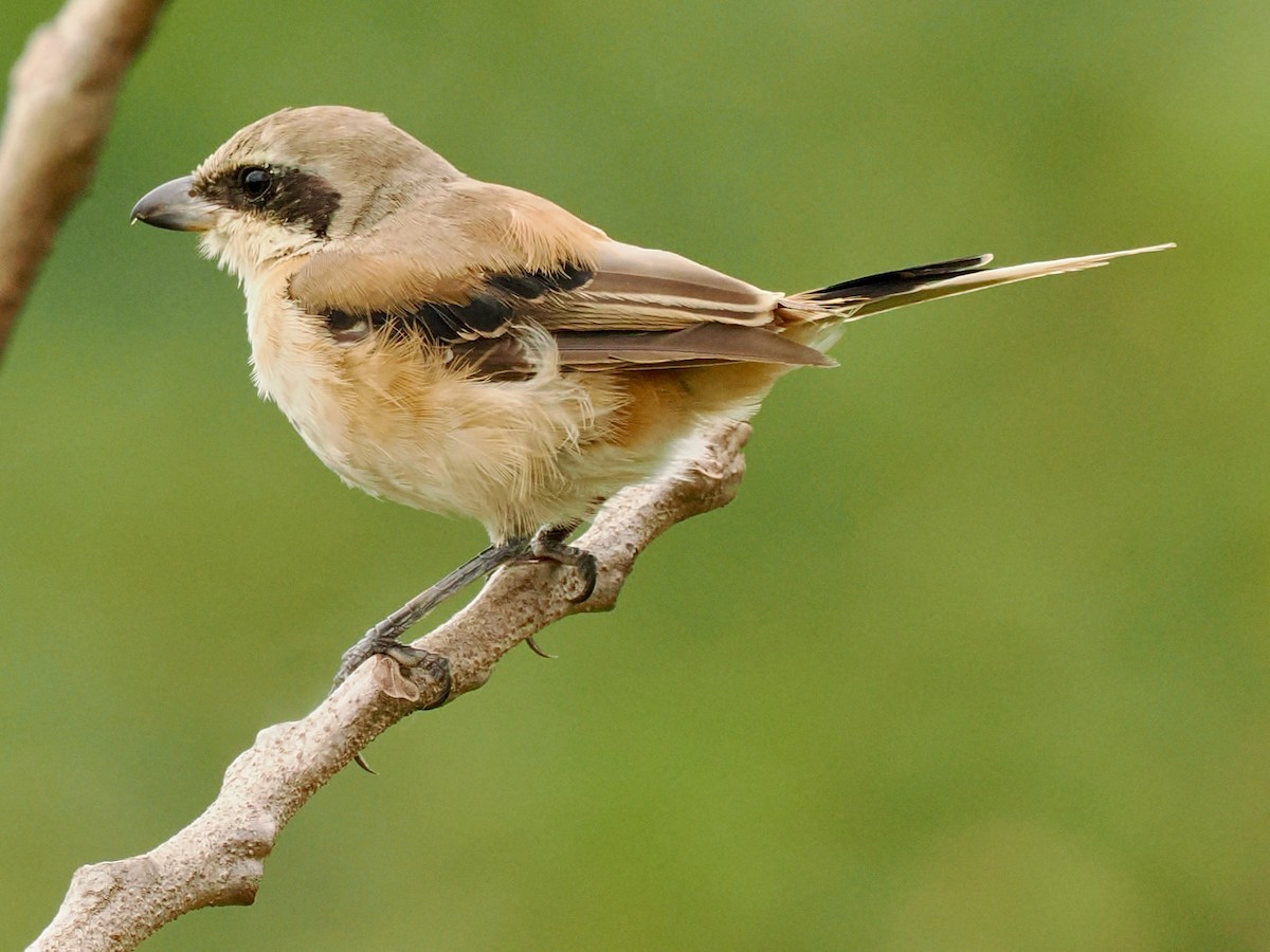 Alcaudón Schach - ML644217215