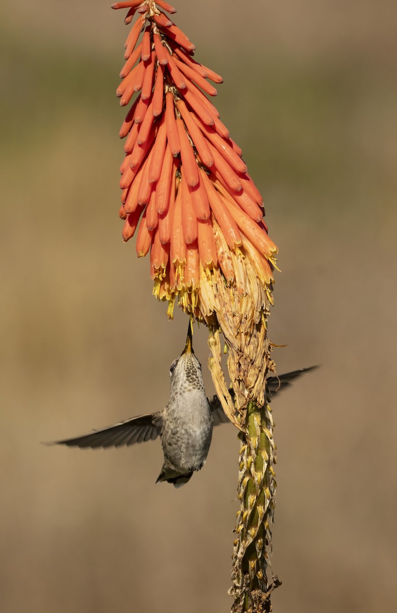 Anna's Hummingbird - ML644217219