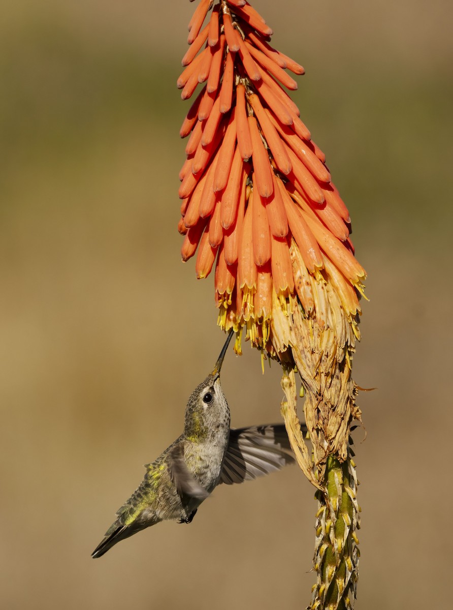 Anna's Hummingbird - ML644217220