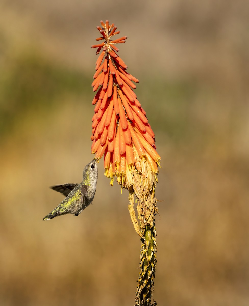 Anna's Hummingbird - ML644217221