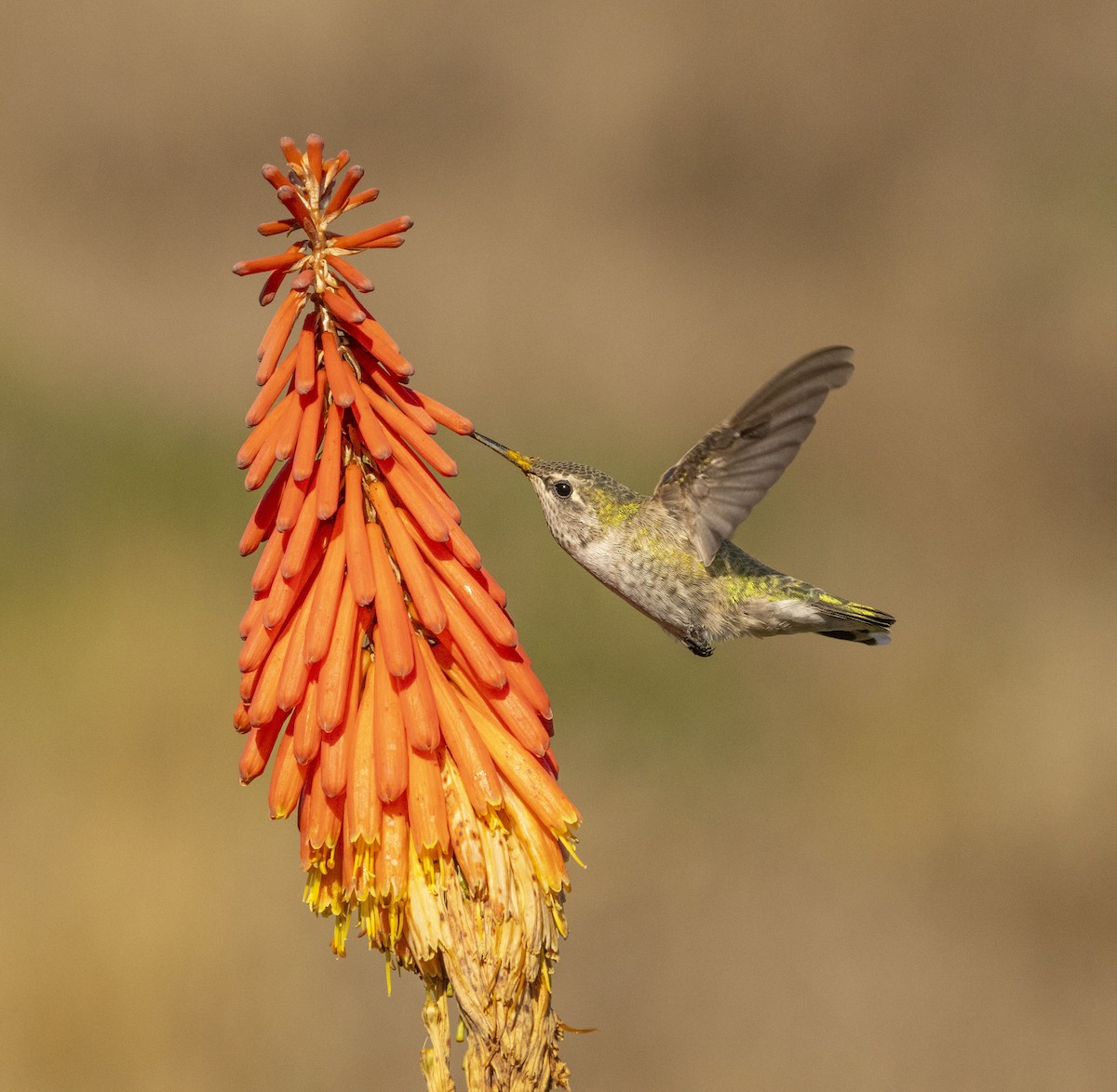 Anna's Hummingbird - ML644217222