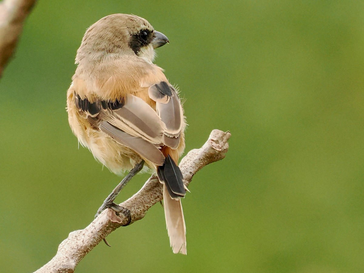 Alcaudón Schach - ML644217224